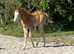 Red roan 2026 Quarter Horse colt