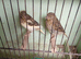 2 CANARIES FOR SALE