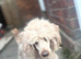 poodle