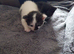 Two Cats fore sell