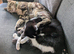2 boy kittens