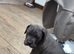 Blue Cane Corsos
