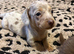 Long hair mini dachshunds