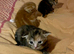 kittens available to reserve
