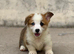 Welsh Pembroke Corgi puppies