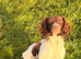 Sprocker Spaniel Female Pup
