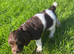 Kc springer spaniel puppies