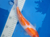 kohaku saki japanese koi 24cm