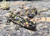Portuguese Fire Salamanders at Birmingham Reptiles