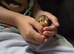 Day old chick