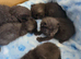 British shorthair x
