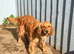 Golden girl cocker spaniel