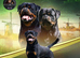 Rottweiler puppies