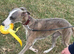 Male whippet