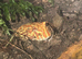 Male Pac-Man Frog With 45x45x45 Bioactive Enclosure
