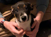Border collie puppy