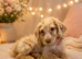 Labradoodle puppies