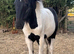 Mr T cob colt