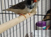 ORANGE BREAST SPLITS, FAWN , DOUBLE BLACK BREAST, BLACK CHEEK,  BLACK FACE