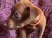 Patterdale Terrier puppies