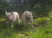 MIDDLE WHITE PIGLETS