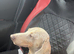 Dachshund for a new loving home