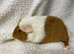 2 girl baby teddy guineapigs