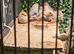 Zebra finch