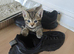 Lovely kittens