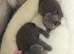 Pure breed bsh kittens