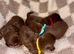 Stunning Purebred Miniature Dachshund Puppies - Chocolate & Tan Parents