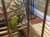Indian ring neck female i