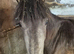 Non gelded dartmoar pony