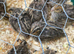 Baby quail