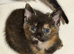 Kitten calico girl