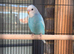 Budgies for sale