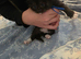 Mainecoon x babies