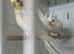 Breeding pair of cockatiels