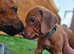 Rhodesian ridgeback looking for their forever homes