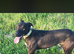 Lurcher