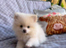 Pomeranian ready now