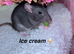 Beautiful mixed gender baby rats
