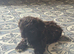 READY NOW dobie imperial shih tzu pups