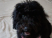 Female cockerpoo