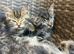 Beautiful tabby’s