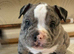 ABKC stunning chunky pocket pups