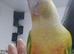 Gorgeous cheeky female pineapple conure