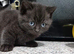 Kitty for sale 4 boys
