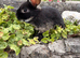 Gorgeous friendly bunny searching for a home