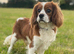 Extensively health tested Cocker Spaniel x Cavalier King Charles puppies (F1 Cockaliers)